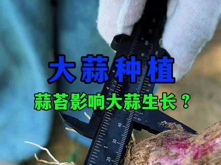 蒜苔不抽影响蒜头增长?是真的假的? 不抽蒜苔蒜头照样增长膨大#大蒜 #大蒜种植 #大蒜种植技术 #澳林亚 #蒜苔