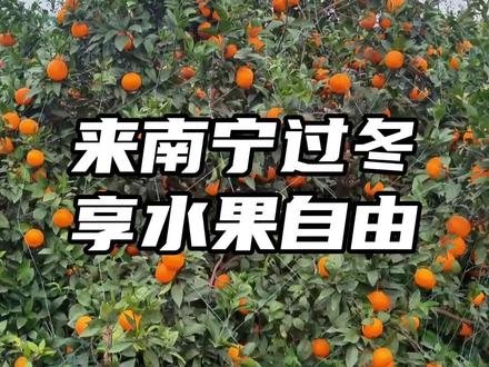 南宁文旅诚邀北方老友来南宁过冬,一起享受冬日的“水果自由”! (部分素材来源:@抚远文旅 @佳木斯文旅 @辽宁文旅 @吉林日报 @小5的流浪日记 @东北老铁天明 )#水果自由 #水果采摘 #老友南宁 #一键游广西