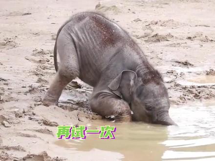 小象我啊!喝水用的也是嘴哦!#神奇动物在抖音 #动物 #大象