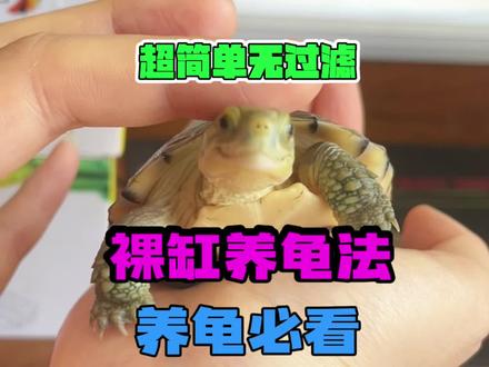 养龟必看‼️超简单无过滤裸缸养龟法#养龟日常 #新手养龟 #学生党 #龟 #萌宠 #铲屎官的乐趣