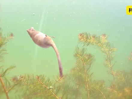 科学家研究了六十年都没明白的生物到底是什么东西#科普