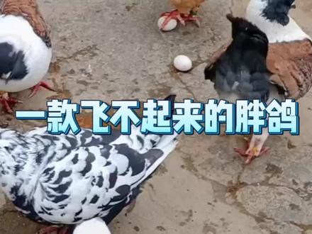 居然会有胖到飞不起来的鸽子 #元宝鸽 #鸽子#娱乐评论大赏