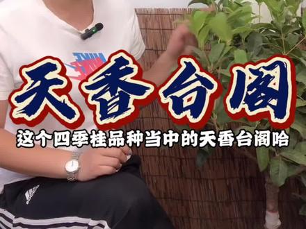 今天介绍一下四季桂系列之天香台阁。#抖音助农 #诚信苗木人 #花卉基地 #农业种植 #喜欢就关注我吧 #新农人计划 #苗木种植基地 #山东桂花 #青州桂花