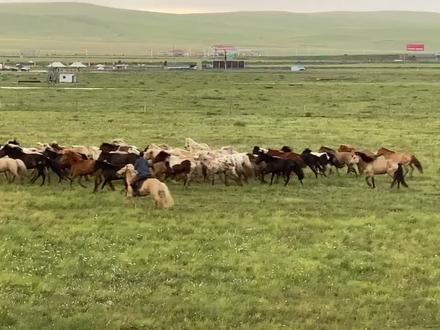 马背给恩赐予我~无限的爱❤️