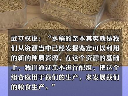 间谍窃取我国杂交水稻亲本种子#什么是亲本种子