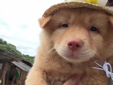 吃白米饭的土松!#土松 #中国田园犬 #土松犬