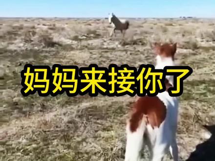 小马终于和妈妈团聚了#万物皆有灵性