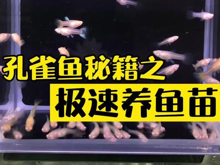 无意中捡到一本“养鱼秘籍”于是……我练成了“神功”…信息爆发的时代一定要辩证的去吸收经验。#热带鱼 #孔雀鱼 #抖音动物图鉴