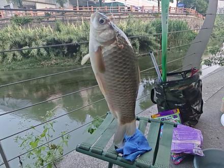 探寻贵阳小河“老钓友”垂钓板鲫的秘密基地!陌陌找对象又快又靠谱!上面很多单身姑娘!#汉鼎一号六代 #汉鼎真材实料放心入 #化氏水果元素 #钓点分享 #原来钓鱼才是抖音运动顶流 @汉鼎品牌创始人:汉鼎黑哥 @一味官方旗舰店