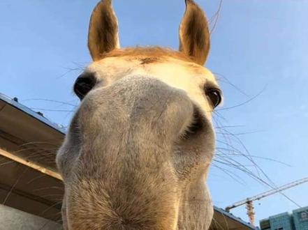 马还会捉弄人,搞笑马 #马 #动物的迷惑行为 #动物世界 #万物可爱计划