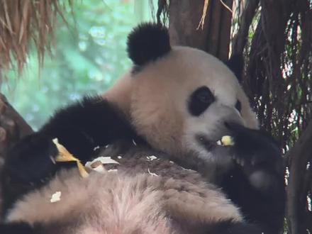 12.27三妹这招暗度陈仓太绝了,三妹抢走食物袋 趁好奇不注意扔下平台,装作若无其事等好奇一走 立马躲着独享#抖音合集升级计划 #萌宠出道计划 #来这吸熊猫 #大熊猫奇三妹 #重庆动物园