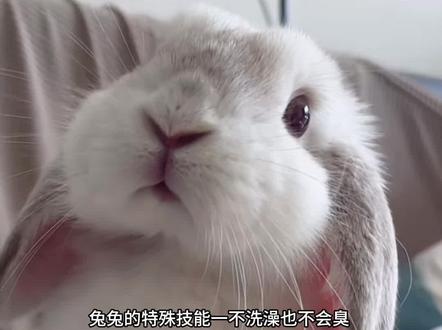 不洗澡也能保持干干净净的小兔兔#兔兔百科 #兔子科普 #科学养兔 #兔子 #养兔人