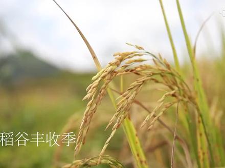 水稻的一生,从稻种到稻米的成长过程 (水稻150天的生长),因为热爱所以传递农业相关知识。#农村生活 #一份耕耘一份收获 #我的乡村生活 #新农人计划 #记录真实生活 #农业种植 #抖音助农 #新农人计划 #袁隆平院士 #杂交水稻之父#三农#稻田风光美如画#远离城市的喧嚣