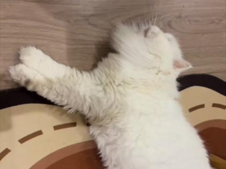 宣传的再安全的杀虫剂也会有中毒的可测 #呋虫胺 #猫中毒 #猫咪不会走路 #猫咪癫痫