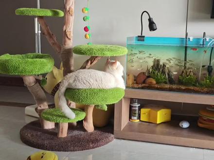 欢迎来到 宠物乐园
#你家狗挺热情啊 #猫狗双全 #猫咪 #狗狗