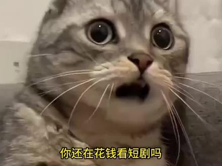 就这个追剧爽#番茄小说