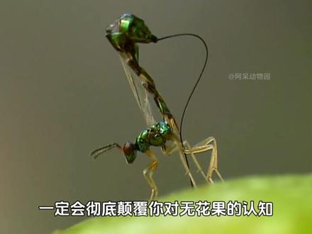 无花果与榕小蜂令人窒息的共生关系 #动物世界 #动物解说 #植物生长过程 #植物 #榕小蜂