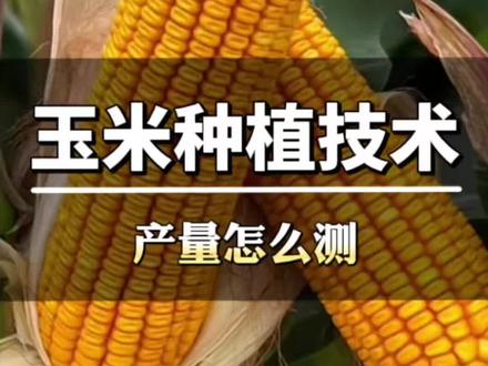 玉米怎么测产量?一亩地产量多少? #玉米 #玉米种植 #澳林亚 #酶添乐 #玉米产量 @澳林亚肥业