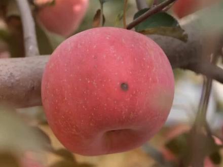 孙掌柜请你免费品尝😄有黑痣的苹果