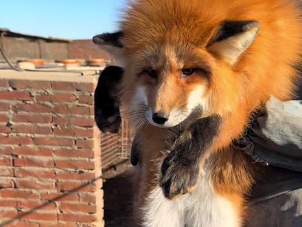 狐狸都吃什么呢#萌宠