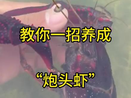 要想龙虾长得快,翻倍率高,就用金佰牧黄金离子钙,一桶10公斤,可用50亩#水产人的辛酸 #大闸蟹小龙虾 #南美白对虾养殖 #小龙虾 #补钙