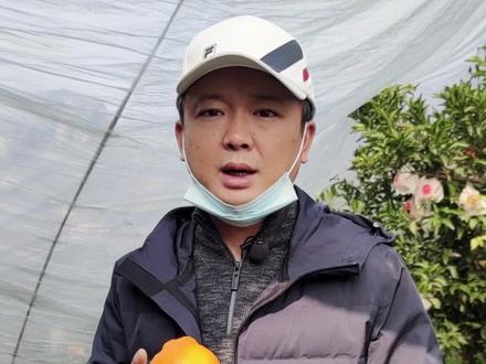 很多柑橘水果这两年使用“甜蜜素”的情况越来越普遍,擦亮眼睛,少买早采果 #耙耙柑 #丑橘