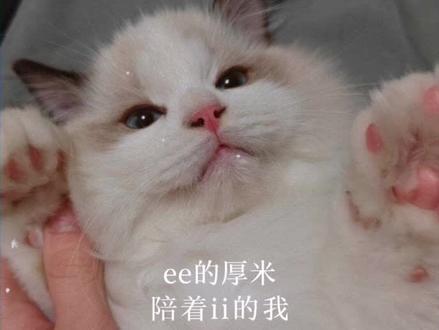 “感谢ee的厚米陪着ii的我”#宠物日常 #宠物和主人 #温馨 #家人 #左航