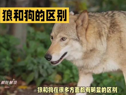 狼和狗的区别都有哪些你知道吗?#狼 #宠物知识 #宠物科普 #动物科普
