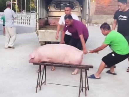 吃猪血对身体到底好不好?常吃猪血真能排毒吗?这4类人最好别吃(三) #猪血 #科普