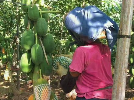 记录红心木瓜种植生长全过程!建议收藏#三农 #果小胖 #知识产权创造美好生活