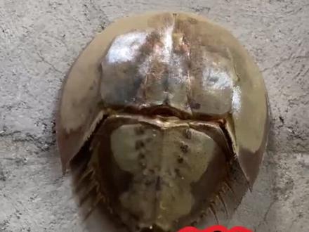 #闽南语 这个“鲎勺”你见过吗?#鲎