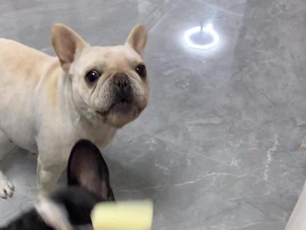 总有人问我它们的零食人能吃吗!你们猜我吃了几块?真的好吃,而且有营养!还能调节肠道#法斗 #法斗蠢萌 #家有馋狗 #好物推荐