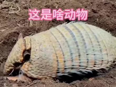 犰狳挖土埋自己