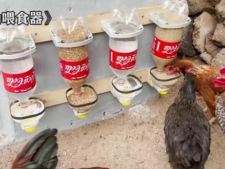 用饮料瓶子做成鸡的自动喂食器和鸡壶,再也不用人工频繁喂鸡了 #鸡 #喂鸡 #宠物鸡 #喂食器 #废物利用