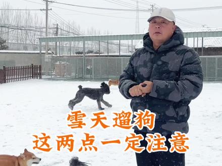 #北京下雪了 雪天遛狗,这两点一定注意#狗狗玩雪 #雪地里撒欢 #养狗经验分享 #训犬