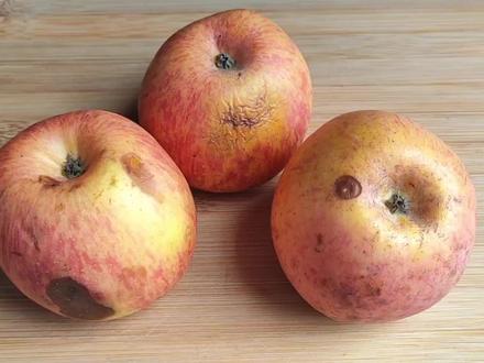 烂掉的苹果别扔了,越烂越“值钱”,用途太棒了,早知道就好 #简单美食 #水果