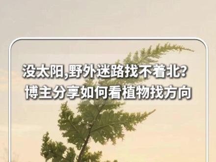 #每日新知 | 没太阳,野外迷路找不着北?博主分享如何看植物找方向。#新华每日电讯