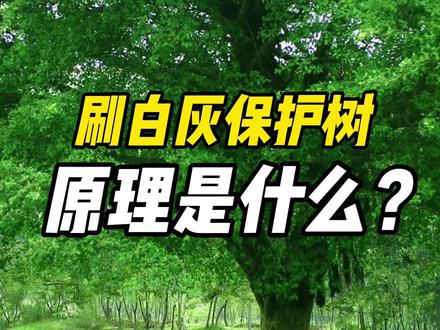 从小就知道冬天树刷白是起保护作用,那这个背后的原理到底是什么呢? #萌知计划 #抖来涨知识 #科普知识