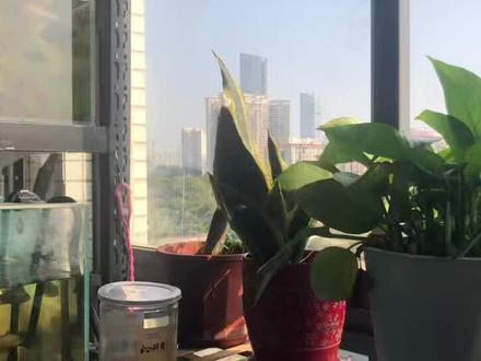 爱养鱼的人会养越来越多的鱼,鱼缸里慢慢放不下,然后加缸继续养。我给自己限制就养三个缸,鱼长大了,就要放生。今天放生鳊鱼,土鲮鱼,鲤鱼,祝它们在野外生活的开心。#原生鱼