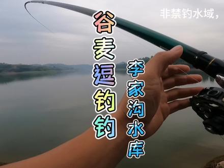 连续挑战李家沟水库的第4天收获
#真实户外 #谷麦逗钓 #荒野探钓