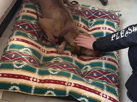 哎呀妈呀夏天又给我干哭了😭,夏天就这样了一听见老吴说走立马就起来了也要上山😭,难受死我了夏天是个好宝宝!12月28号(星期日)晚上七点一定要关注西北刀客公益护农,带上纸,别化妆,带你们认识这些小英雄勇敢的小汪汪!#西北刀客公益护农 #西北刀客机油手 #西北刀客徐晒晒 #西北刀客摄影师李 #西北刀客吴队