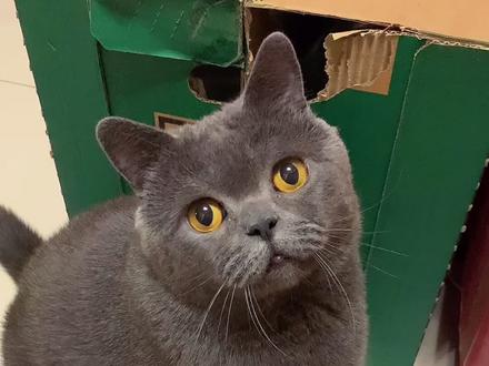 菠小萝一家三口精彩的一天#我是菠小萝 #萌宠出道计划 #猫咪 #宠物 @雪落倾城