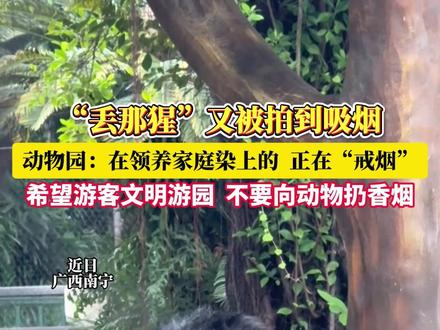 南宁动物园网红“丢那猩”又被拍到吸烟!园方:在领养家庭染上的,正在“戒烟”,希望游客文明游园,不要向动物扔香烟。#南宁动物园 #丢那猩 #吸烟 #文明游园 (数字)