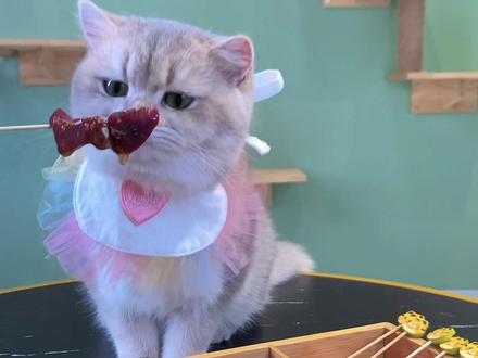 全网最会撸串的小喵咪!
#喵星人 #萌宠出道计划 #撸串