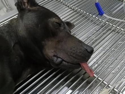 狗肉车上救下的黑狼,今天磨牙绝育手术,也许很残忍但是这是爱! #宠物医院 #绝育 #宠物救助