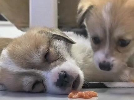 憋笑挑战#憋笑挑战 #搞笑视频 #搞笑视频合集