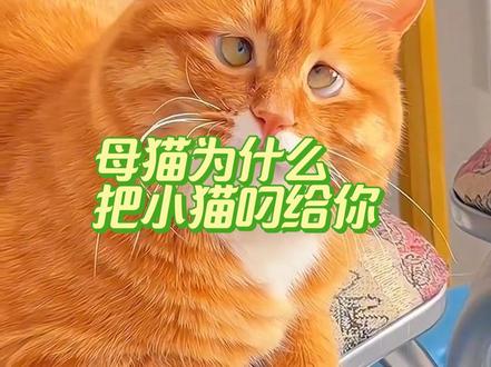母猫为什么把小猫叼给你?
#猫咪知识 #猫咪 #新手养猫