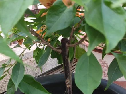 三角梅主干怎样快速长高#三角梅 #养花##种花