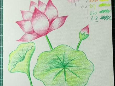 #彩铅 #彩铅画 #手绘 彩铅荷花练成来咯