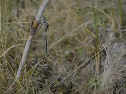 蜻蜓的幼虫竟然是它?#水虿 #蜻蜓 #动物世界 #昆虫
